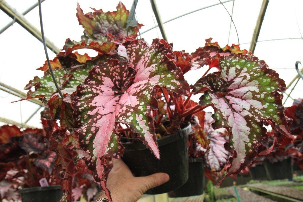 B. ‘Wildfire’